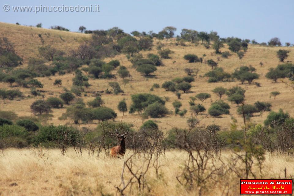 Ethiopia - Netch Sar Park - 77 - Swaynes Hartebeest.jpg